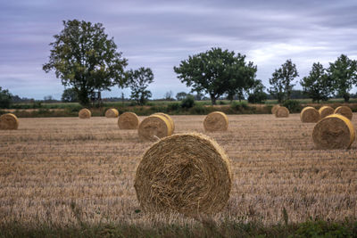 Bales of straw on field stubble at summer