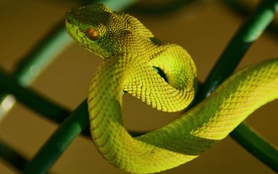 Close-up of green lizard