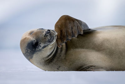 Close-up of crabeater seal stroking its neck