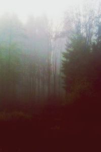 Trees in foggy weather