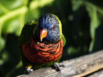 Rainbow lorikeet poses on a wooden fence facing camera