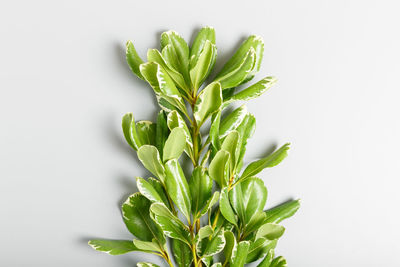 Close-up of fresh green plant against white background