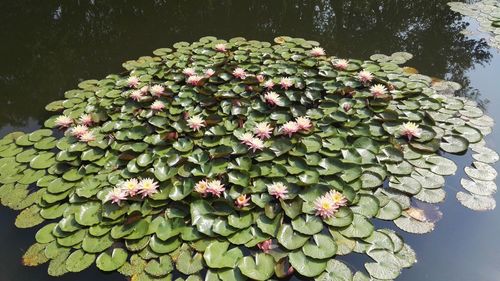 High angle view of water lily in pond