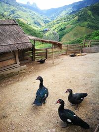 Birds on field against mountains