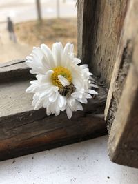 Close-up of white daisy flower on wood