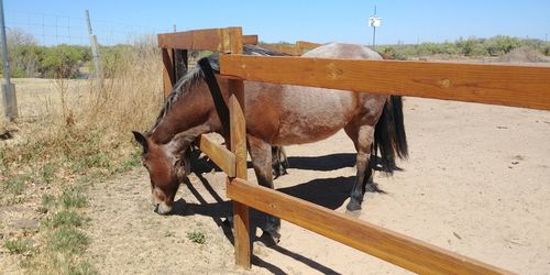 Horse in stable