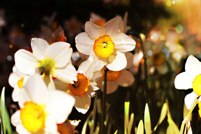 Close-up of white flowering plants