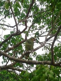 Low angle view of birds perching on tree