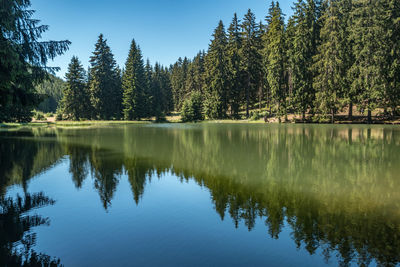 Scenic view of lake in forest against sky