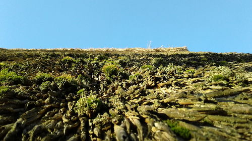 Plants growing on landscape against clear sky