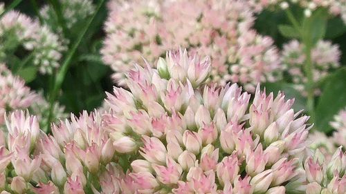 Close-up of pink flowers