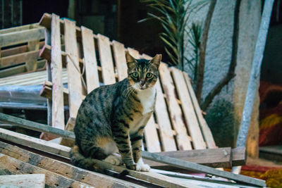 Portrait of cat sitting on wood