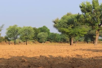 Trees on field against sky