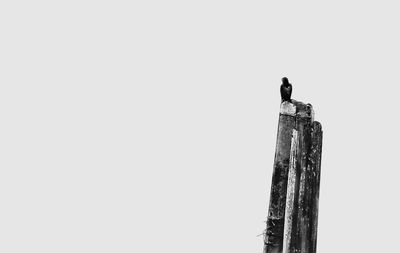 Close-up of bird perching on white background