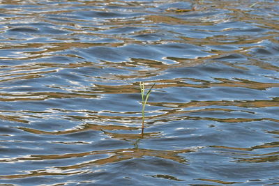 Full frame shot of rippled water