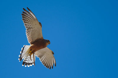 Low angle view of eagle flying against clear blue sky