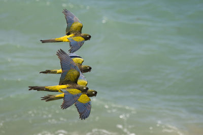 Birds flying over sea