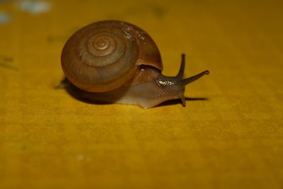 Close-up of snail