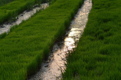 High angle view of trail in farm