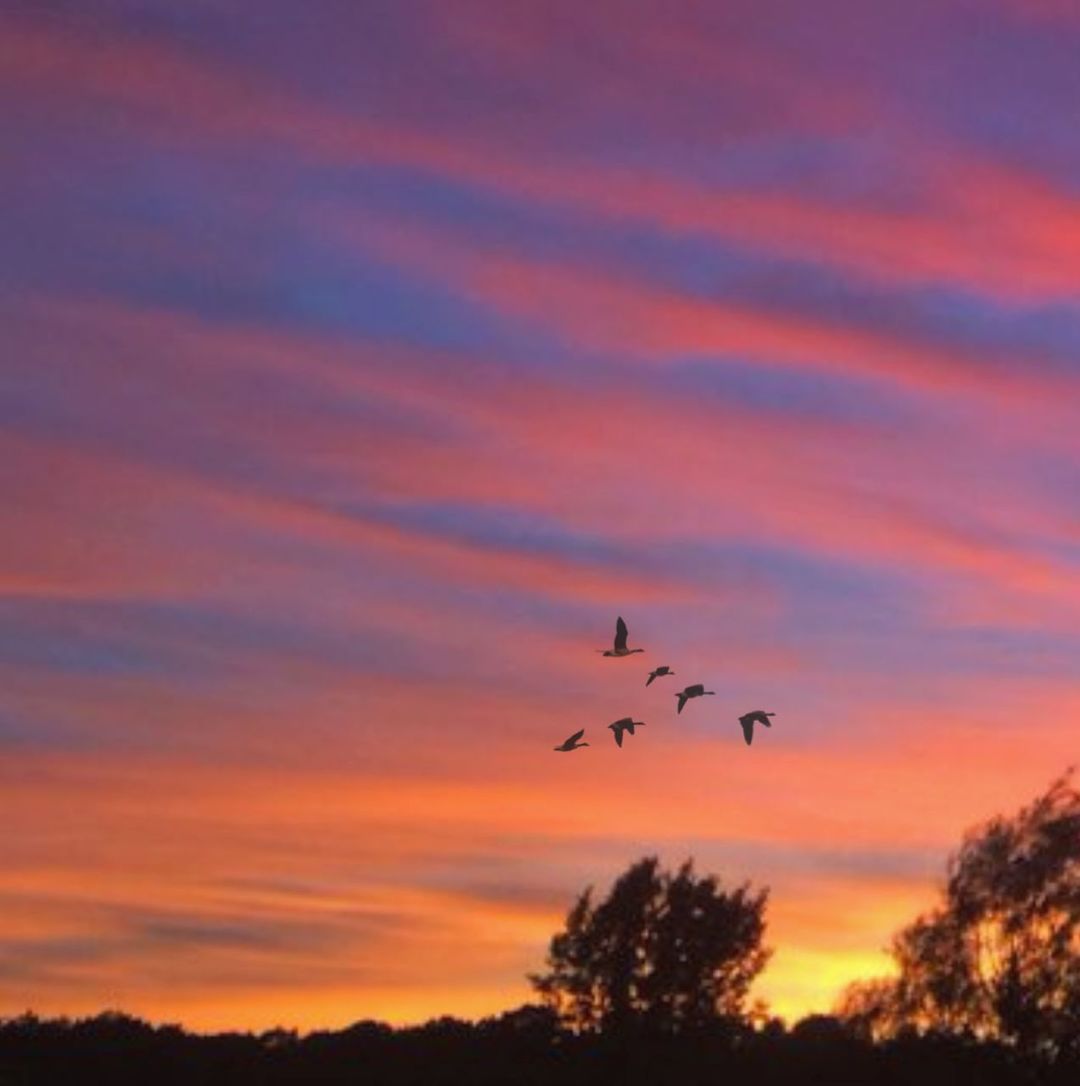 sky, sunset, flying, silhouette, animals in the wild, animal wildlife, cloud - sky, animal themes, animal, group of animals, bird, beauty in nature, vertebrate, orange color, scenics - nature, no people, nature, plant, large group of animals, mid-air, outdoors, flock of birds, romantic sky