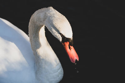 Adult swan swimming in the pond gets a close up