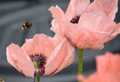 Close-up of bee on pink flower