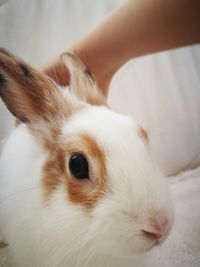Close-up portrait of cat