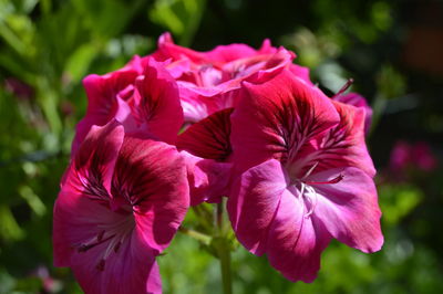 Close-up of pink rose flowers