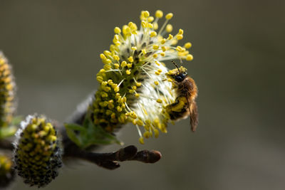 Close-up of bee pollinating flower