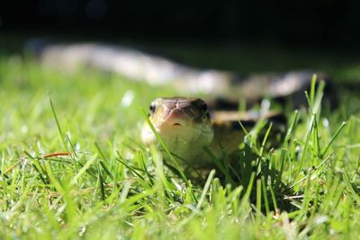 Close-up of lizard on field