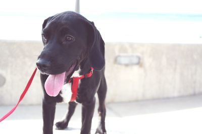 Close-up of dog looking away