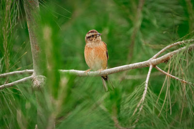 Close-up of bird perching on branch