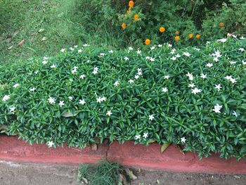 High angle view of flowers blooming outdoors