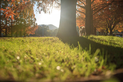 Surface level of trees on field