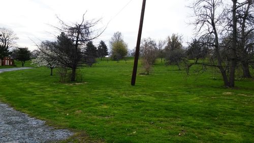 Trees on grassy field