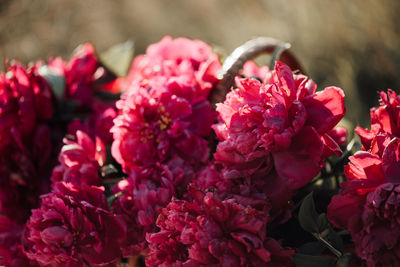 Close-up of pink flowering plants