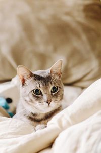 High angle view of cat on bed at home