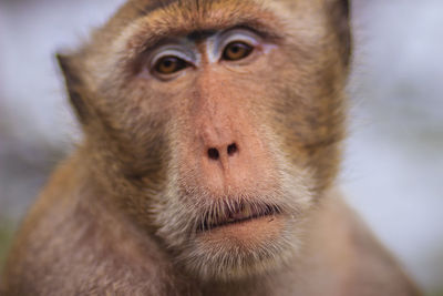 Close-up of monkey looking away