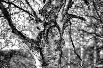 Low angle view of bare tree against sky