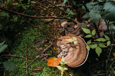 High angle view of mushrooms growing on field