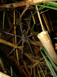 Close-up of plant