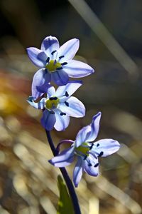 Close-up of purple flowering plant