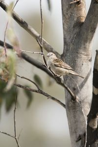 Close-up of a bird on tree