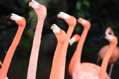 Close-up of birds perching