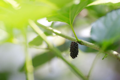 Close-up of berries growing on plant