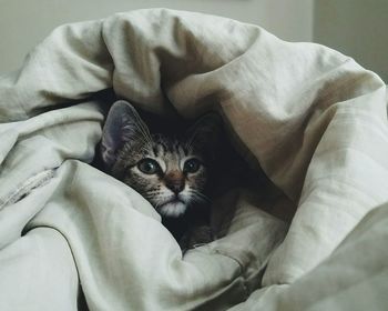 Portrait of cat relaxing on bed at home