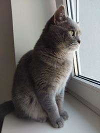 Close-up of cat looking away at home