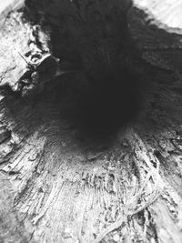 Full frame shot of tree trunk