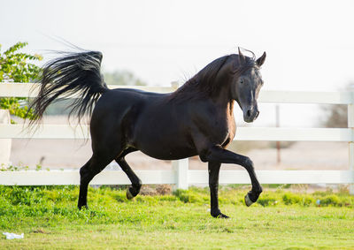 Side view of a horse on field