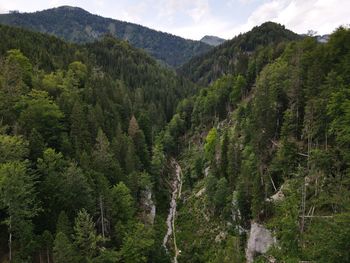 Scenic view of pine trees and mountains against sky